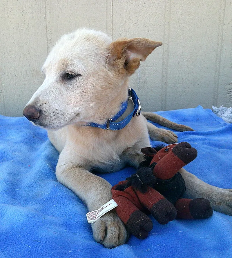 Kodiak...couch Potato thumbnail 3