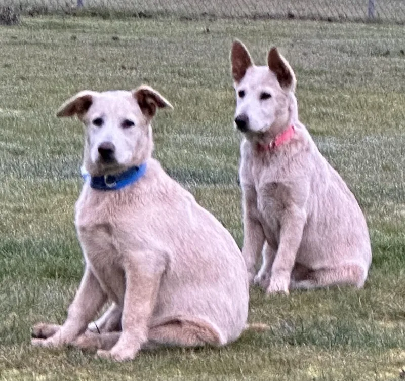 Kodiak...couch Potato thumbnail 4