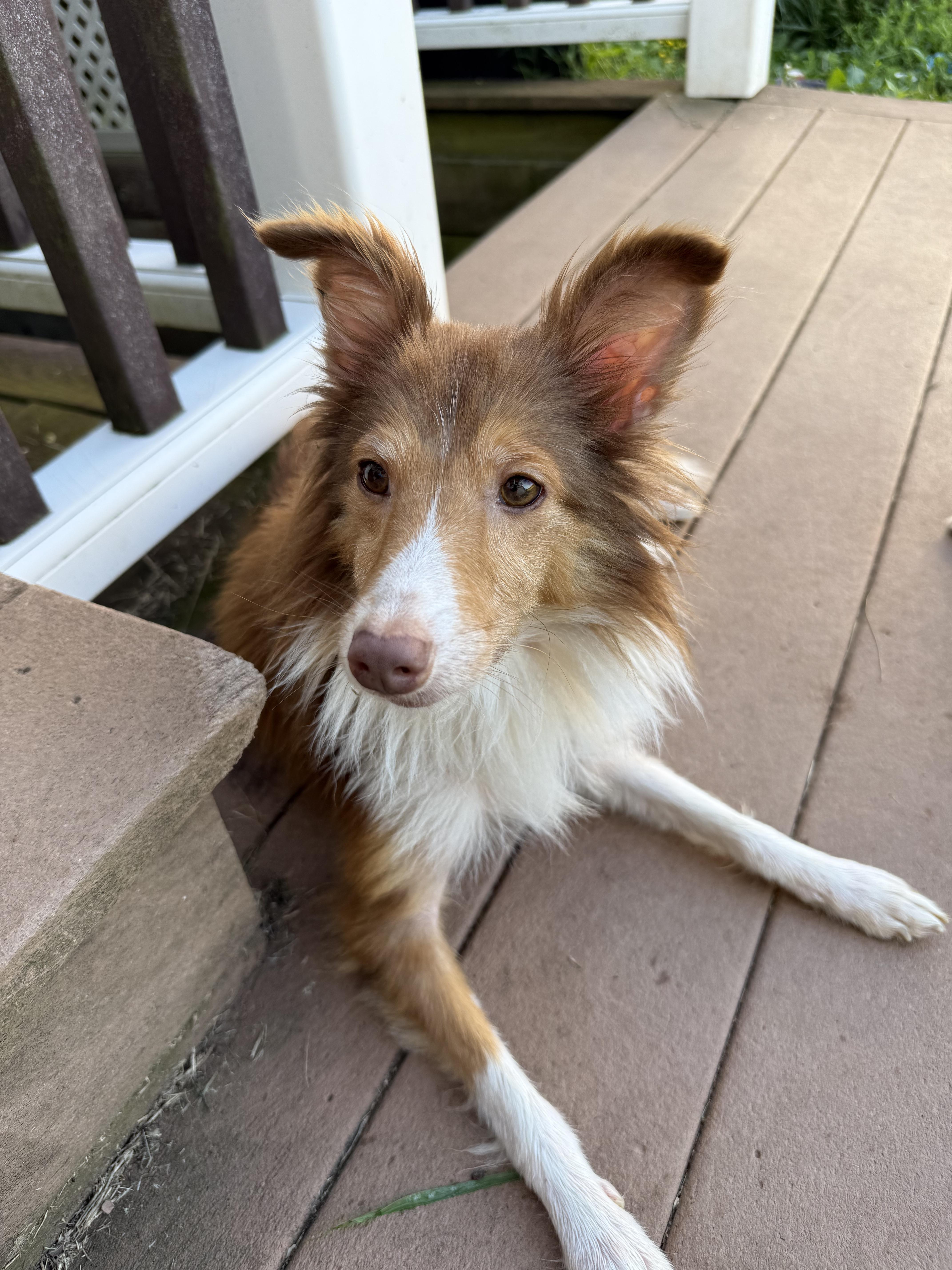 An adult small-sized male Shetland Sheepdog / Sheltie dog named Mieko for adoption in Chalfont, PA