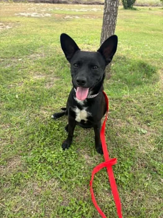 An adult small-sized female Mixed Breed dog named Indy for adoption in Boise, ID