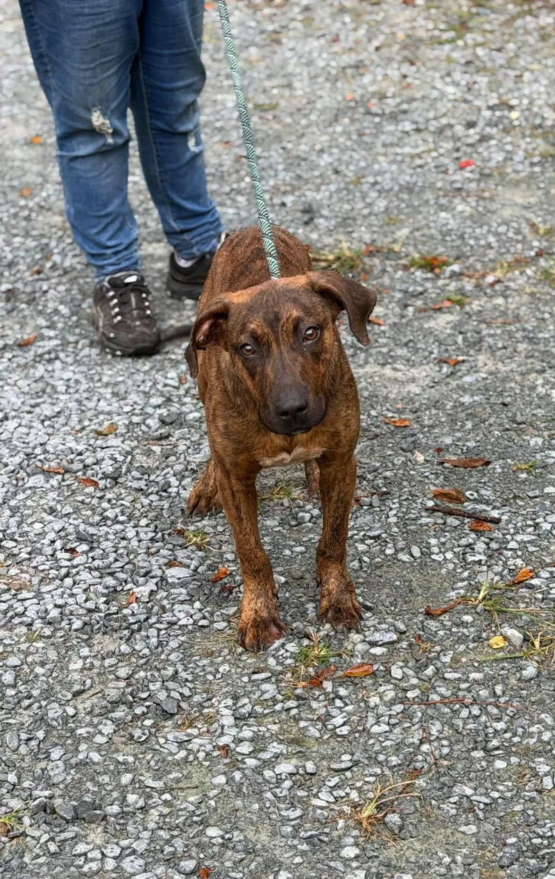 A young medium-sized male Plott Hound dog named Ziggy for adoption in Elizabethtown, NC