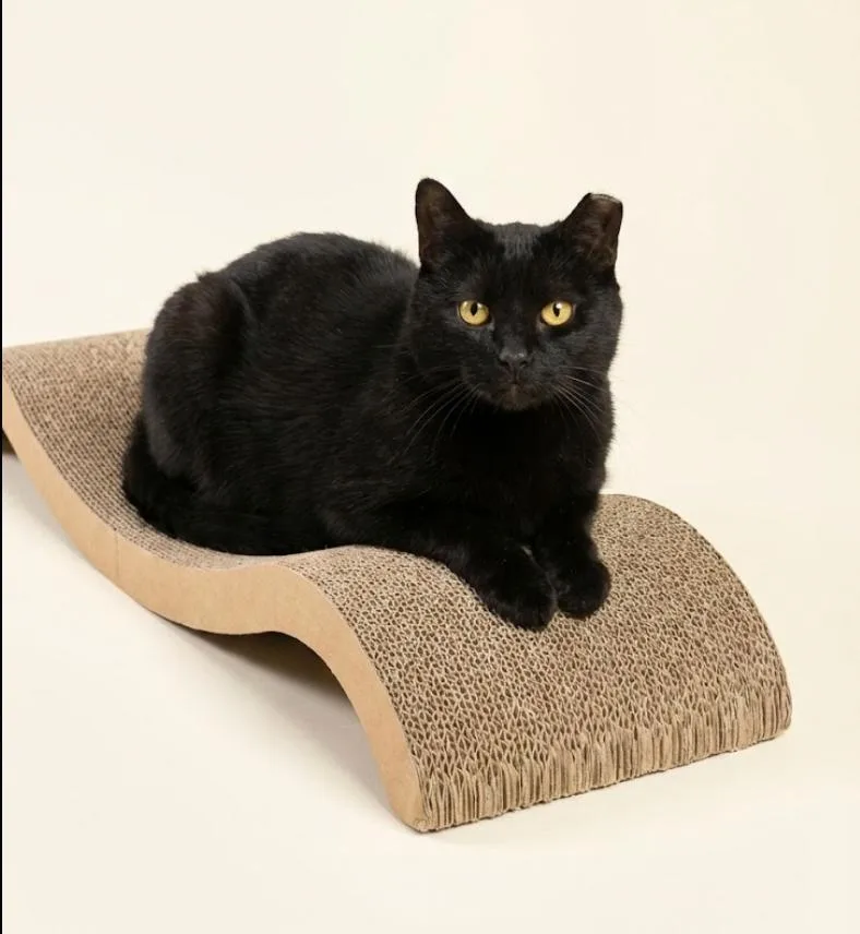 An adult medium-sized female Black Domestic Short Hair cat named Daisy for adoption in Brooklyn, NY