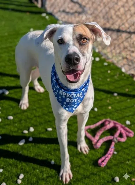 An adult large-sized male Mixed Breed dog named Moe for adoption in Jacksonville, FL