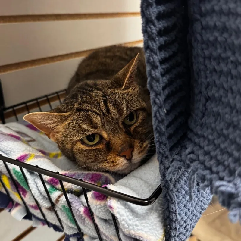 A senior medium-sized female Brown / Chocolate Domestic Short Hair cat named Melly for adoption in Brookfield, WI