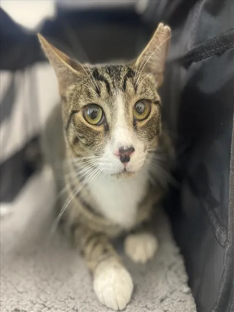 A young medium-sized male Domestic Short Hair cat named Jesse James for adoption in Loveland, CO