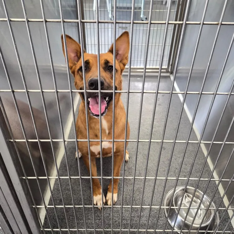 An adult large-sized female Red / Chestnut / Orange Terrier dog named Trixxie for adoption in Montgomery, AL