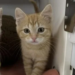 A baby small-sized male Orange / Red Domestic Short Hair cat named Newt for adoption in Stillwater, OK