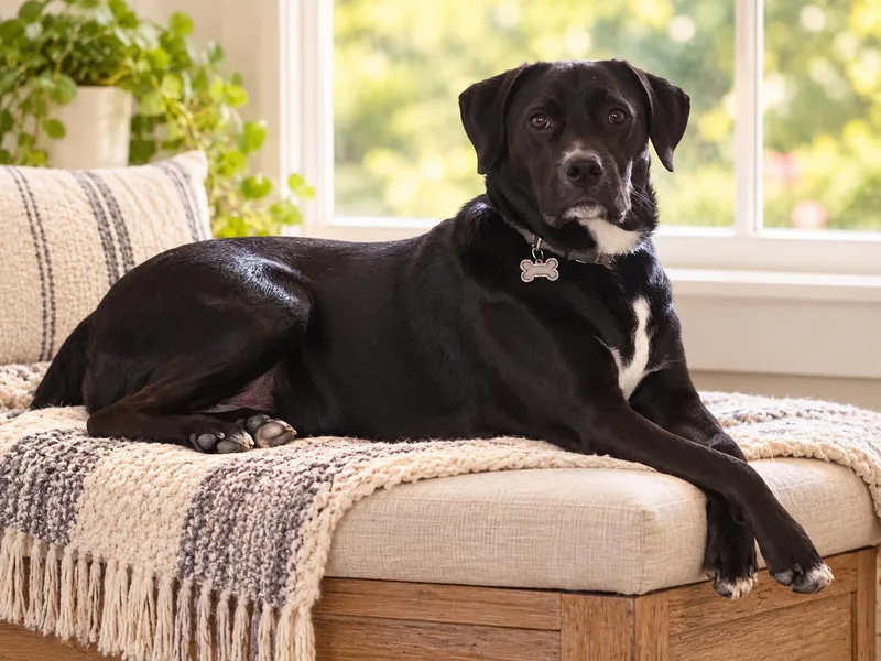 A young large-sized male Black Labrador Retriever dog named Batman for adoption in Humble, TX