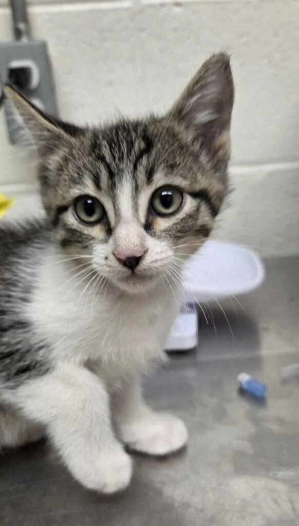 A baby medium-sized male Tabby (Brown / Chocolate) Domestic Short Hair cat named Jinn for adoption in Fruit Heights, UT