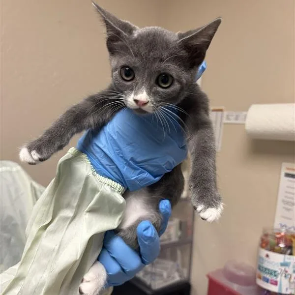 A baby small-sized male Gray / Blue / Silver Domestic Short Hair cat named Swirls for adoption in Tempe, AZ