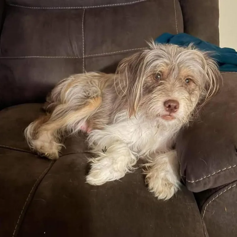 An adult small-sized female Terrier dog named Buttercup for adoption in Joliet, IL