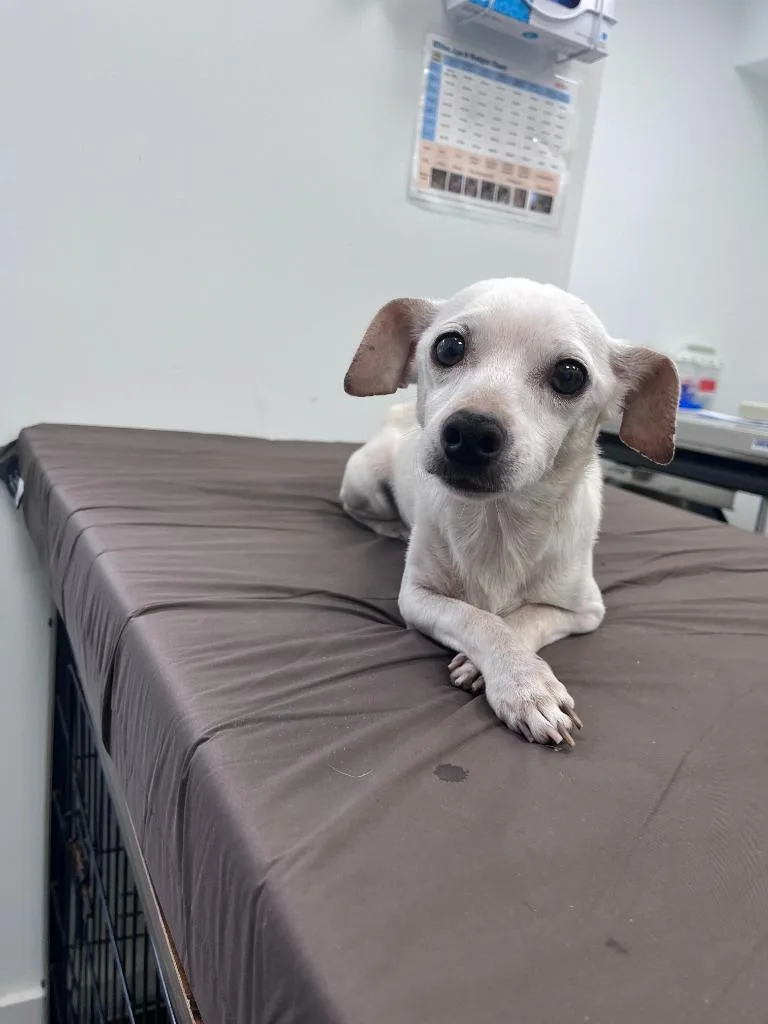 A senior medium-sized male Chihuahua dog named Milo for adoption in Cambridge, MD