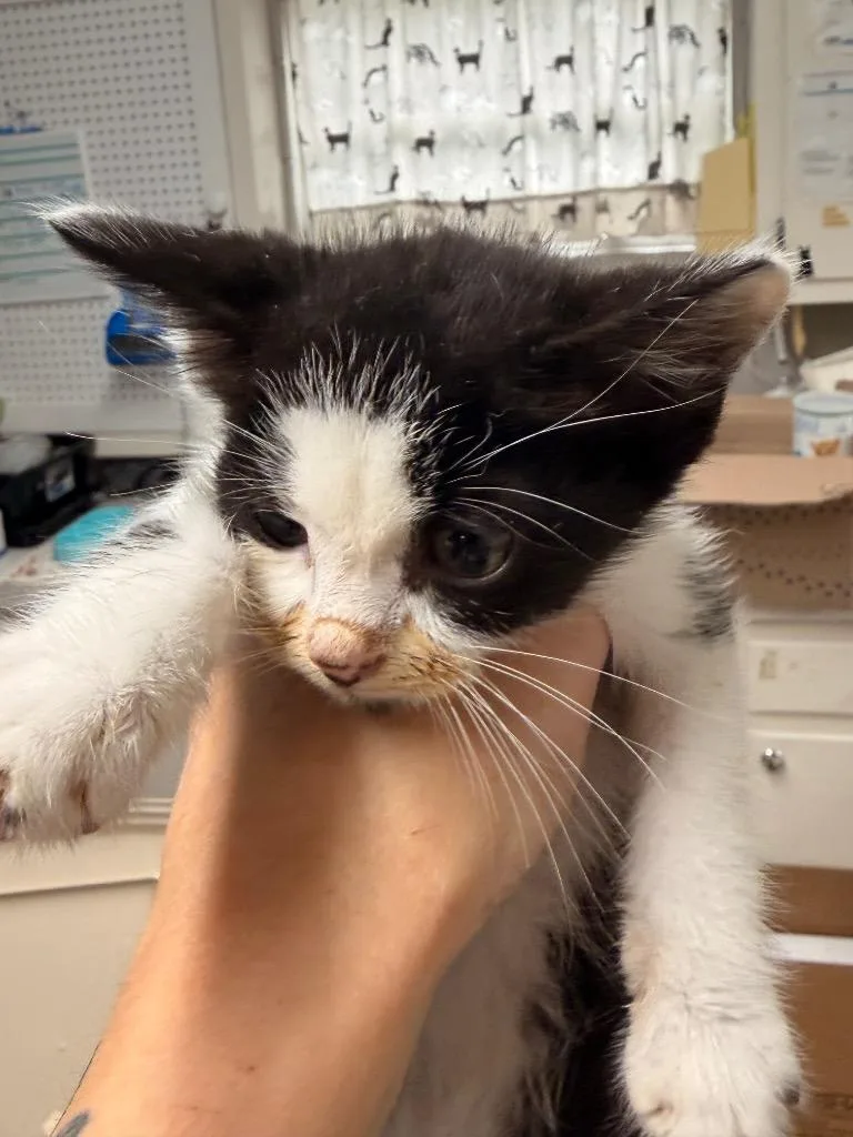 A baby small-sized male Domestic Short Hair cat named Seamus Finnigan for adoption in Newnan, GA