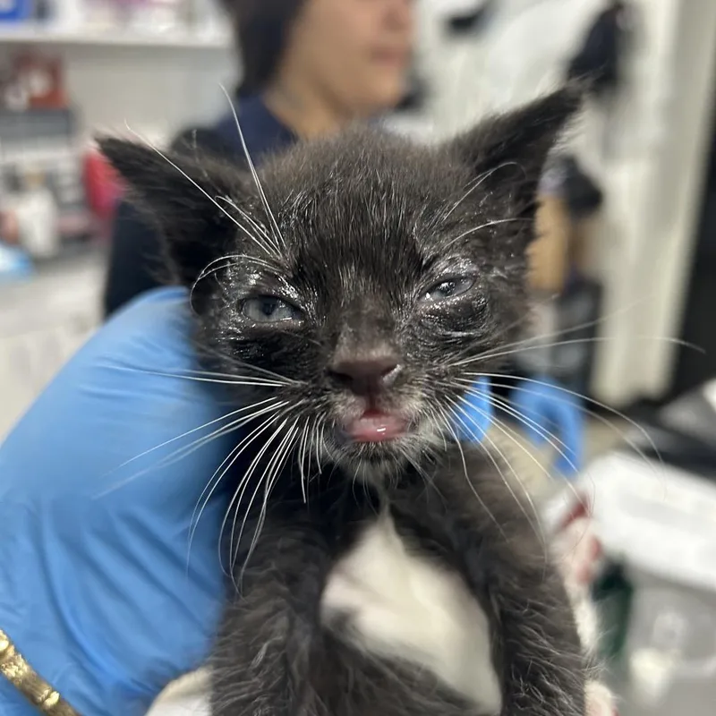 A baby small-sized male Black Domestic Short Hair cat named River for adoption in Newark, NJ