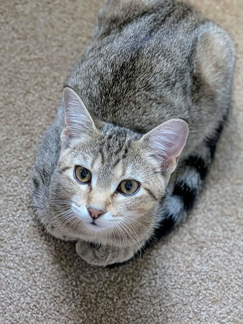 A baby medium-sized female Tabby (Buff / Tan / Fawn) Domestic Short Hair cat named Reese for adoption in Johnsburg, IL