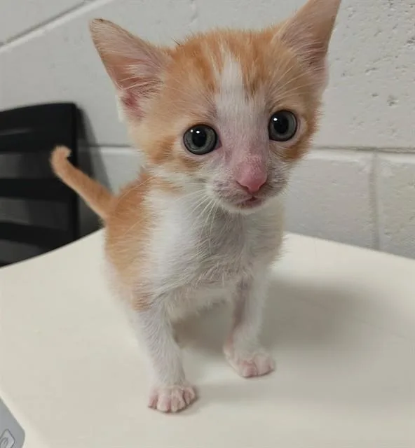 A baby small-sized male Domestic Short Hair cat named Florida for adoption in Ocala, FL