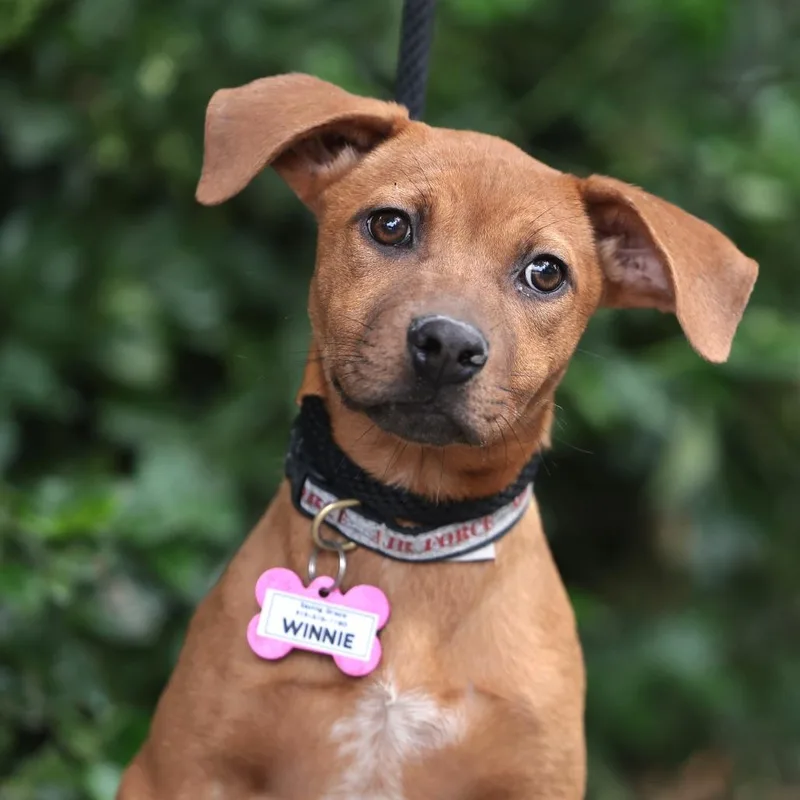 A baby small-sized female Brown / Chocolate Retriever dog named Winnie for adoption in Wake Forest, NC