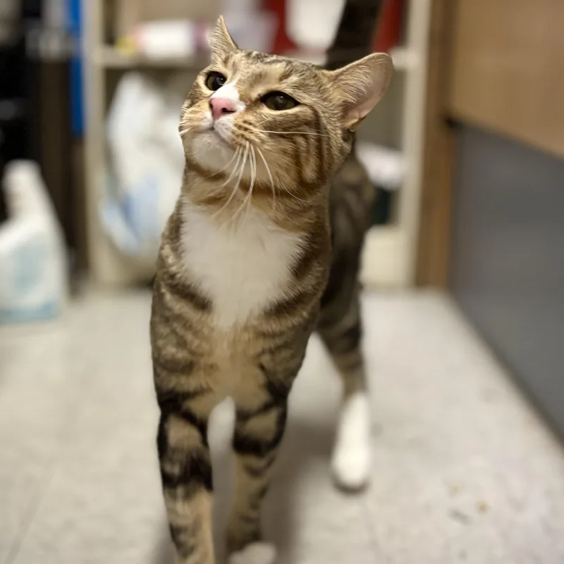 An adult large-sized male Tabby (Buff / Tan / Fawn) Domestic Short Hair cat named Symba for adoption in Schnecksville, PA