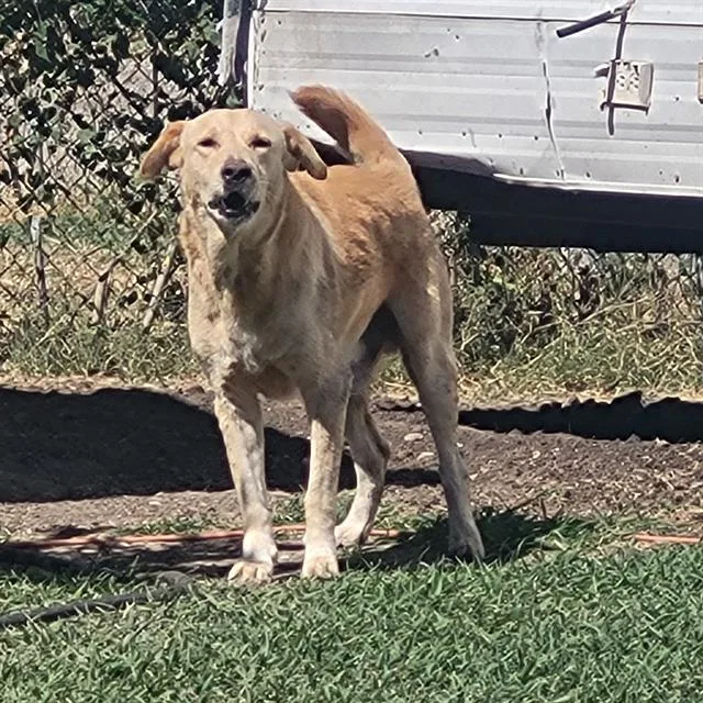 An adult large-sized male Labrador Retriever dog named Maxx for adoption in San Antonio, TX