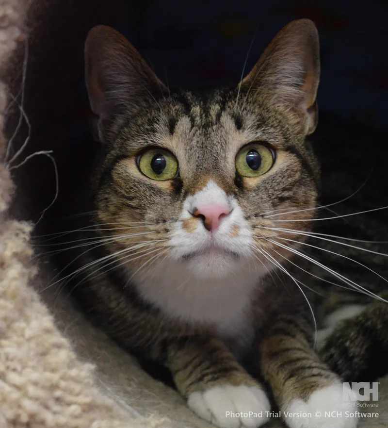 An adult extra large-sized male Tabby (Brown / Chocolate) Domestic Short Hair cat named Peepers for adoption in House Springs, MO