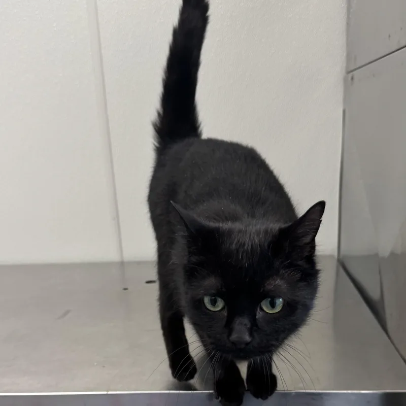 A young medium-sized female Black & White / Tuxedo Domestic Short Hair cat named Maleficent for adoption in Fall River, MA