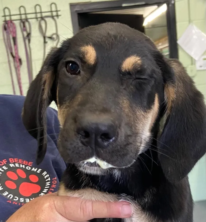 A young small-sized male Hound dog named Goblin Axel for adoption in Beebe, AR