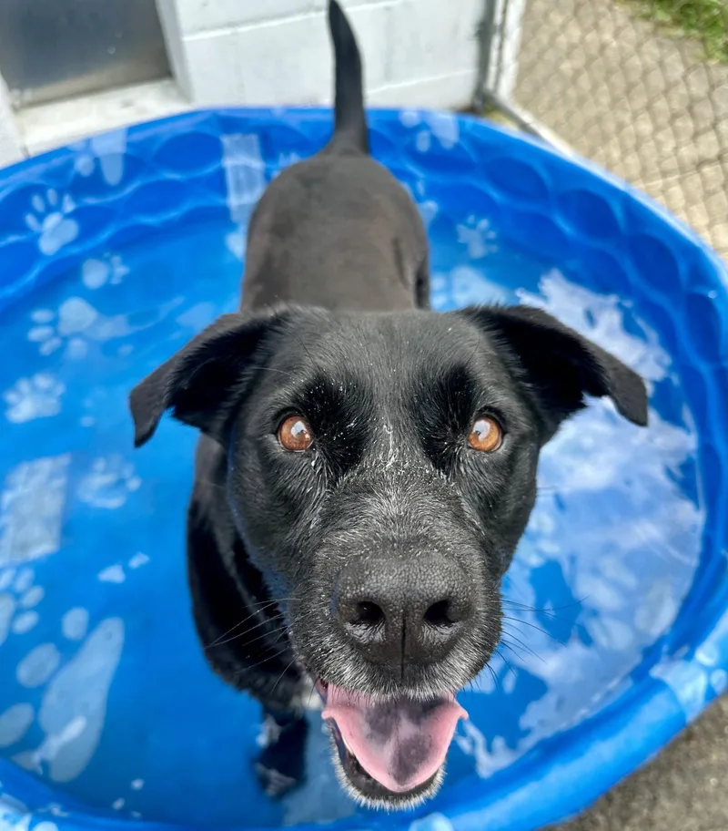 An adult medium-sized male Labrador Retriever dog named Lucky Havard for adoption in Rockaway, NJ