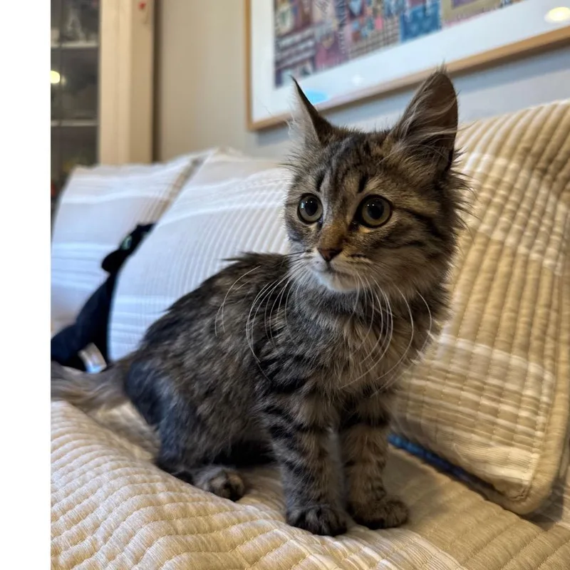 A baby small-sized male Brown / Chocolate Domestic Long Hair cat named Ruffles for adoption in Long Beach, CA