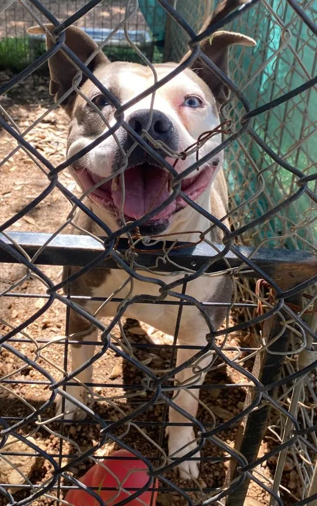 An adult large-sized male Mixed Breed dog named Boudinace for adoption in Lockhart, TX
