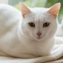 A baby medium-sized female White Domestic Medium Hair cat named Colquitt   Elinor for adoption in Donalsonville, GA