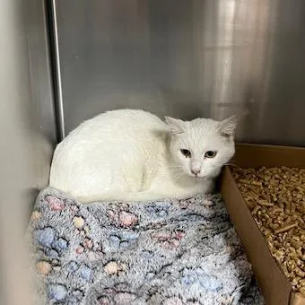 Colquitt   Elinor thumbnail 2