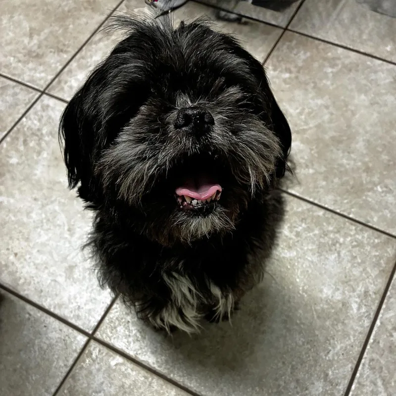 An adult small-sized male Tricolor (Brown, Black, & White) Poodle dog named Dax for adoption in Orlando, FL