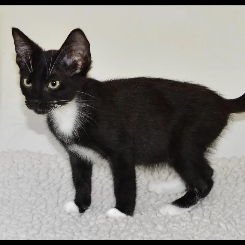 A baby medium-sized male Tuxedo cat named Noah for adoption in San Andreas, CA