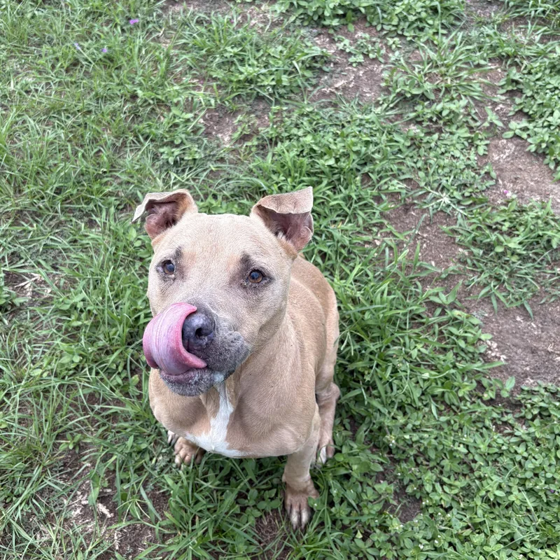 An adult medium-sized female Yellow / Tan / Blond / Fawn Pit Bull Terrier dog named Bella for adoption in Valdosta, GA