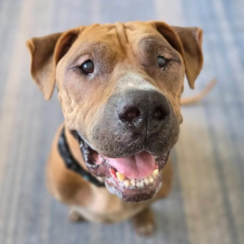 An adult large-sized male Shar-Pei dog named Mr. Magoo for adoption in Sarasota, FL