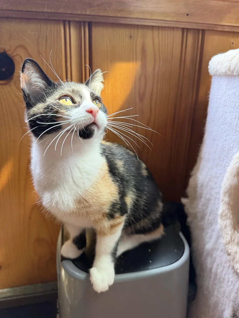 A baby medium-sized female Domestic Short Hair cat named Terri for adoption in Rochester, NY