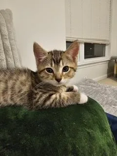 A young medium-sized female Tabby (Brown / Chocolate) Tabby cat named Melody for adoption in Waxhaw, NC