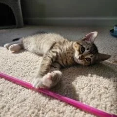 Melody thumbnail 2
