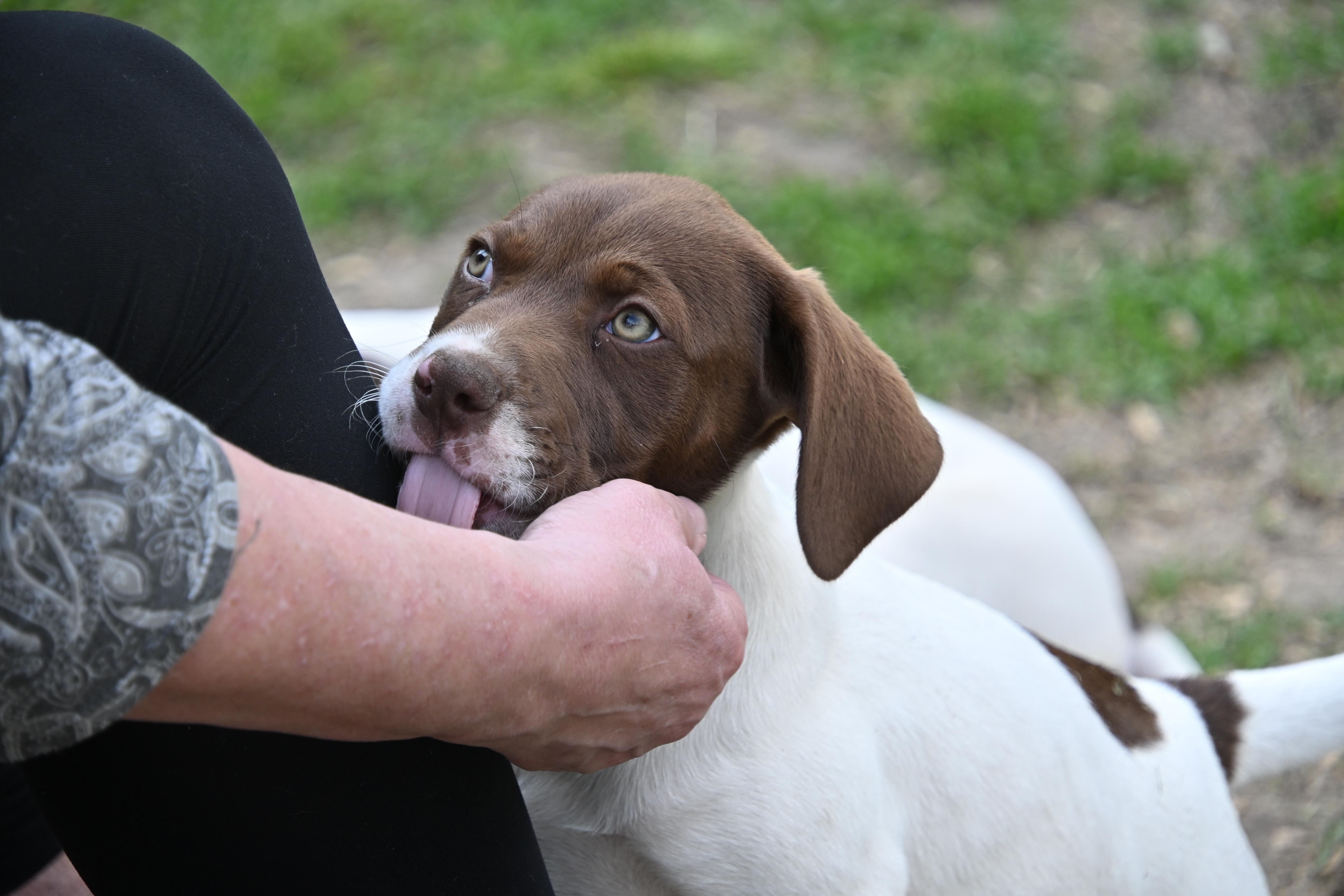 A baby medium-sized female Brown / Chocolate English Pointer dog named Mickey for adoption in South Bend, IN