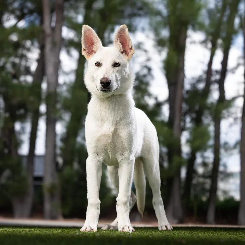 A baby medium-sized female White / Cream White German Shepherd dog named Addie for adoption in Jupiter, FL