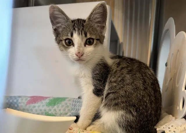 A baby small-sized female Domestic Short Hair cat named Terri for adoption in Palo Alto, CA