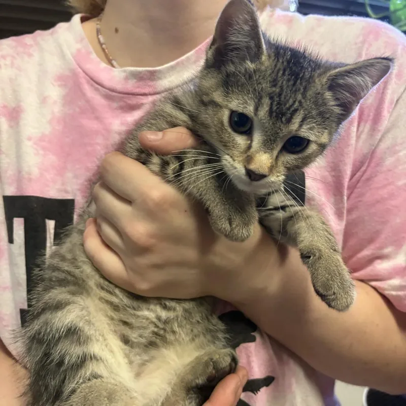 A baby small-sized male Brown / Chocolate Domestic Short Hair cat named Dibbles for adoption in St. Paul, MN