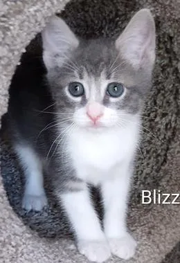 A baby medium-sized male Gray & White Domestic Short Hair cat named Blizzard for adoption in North Highlands, CA