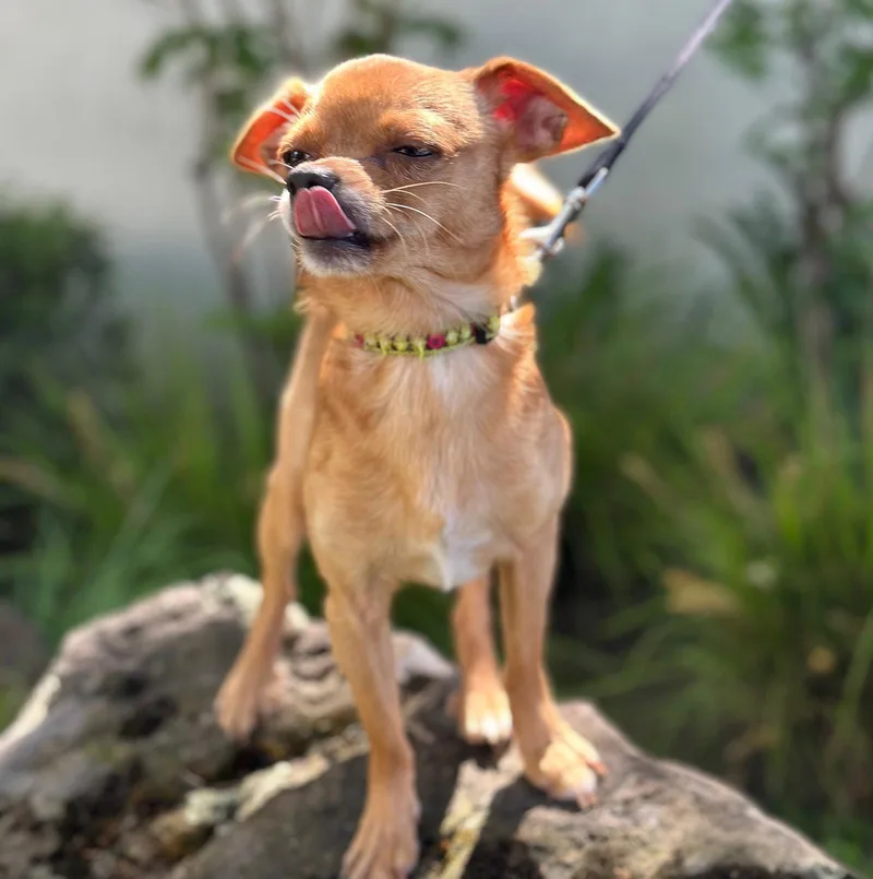 Micro Machine thumbnail 2