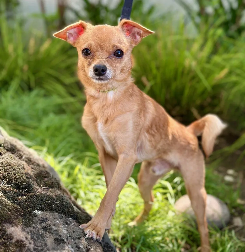 Micro Machine thumbnail 3