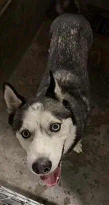 An adult large-sized male Husky dog named Mackmonterrosa for adoption in Los Angeles, CA