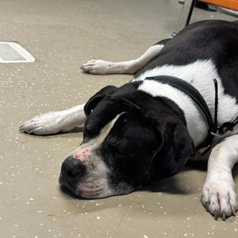 A senior large-sized male Black Mixed Breed dog named Benny for adoption in Edwardsville, IL