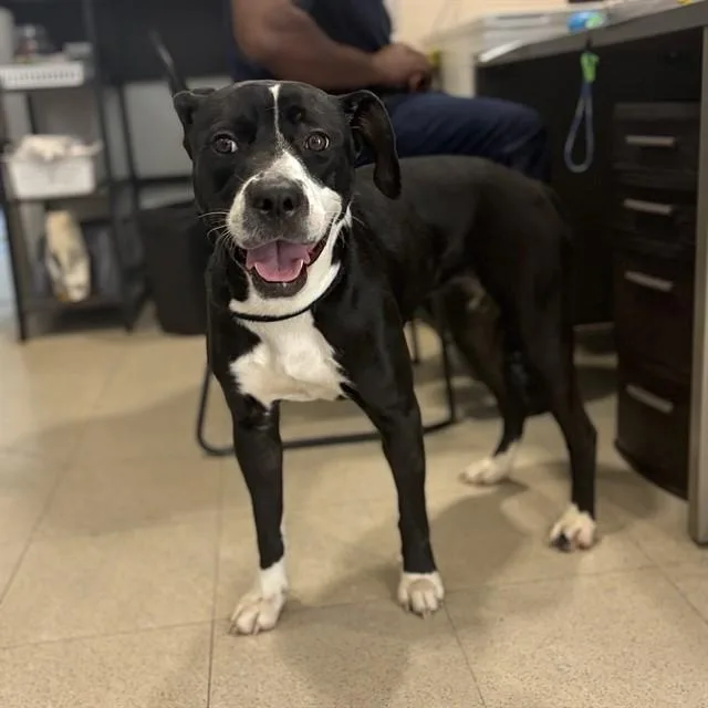 An adult medium-sized female Pit Bull Terrier dog named Cookie for adoption in Huntsville, AL