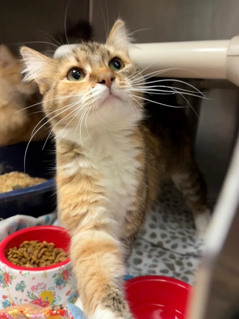 A young medium-sized female Domestic Long Hair cat named Little One for adoption in Johnson City, TN