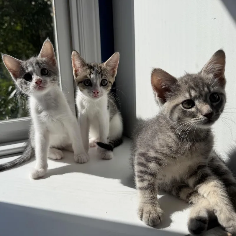 A baby small-sized female White Domestic Short Hair cat named Confetti for adoption in Chapel Hill, NC
